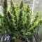 Graines féminisées de Super Lemon Haze (GHS)
