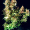 Graines de cannabis Z Auto (Fast Buds)