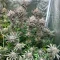 Z feminized seeds (Big Head Seeds)