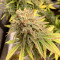 Zkittlez Fast Version (Herbies Seeds)
