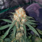 Big Bud (Herbies Seeds)