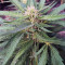 Cheese feminized seeds (Big Buddha Seeds)