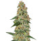 Blue Rhino Seeds
