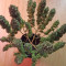 Bruce Banner strain