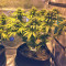 Bubble Bomb feminized seeds