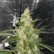 Bubble Bud feminized seeds