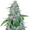 Graines de cannabis Critical Mass Automatic (Big Buddha Seeds)