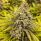 Critical Super Silver Haze Seeds