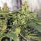Graines de cannabis Cum Laude (Positronics Seeds)