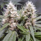Dr. Bruce Banner CBD strain