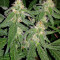 Durban Seeds (CannaBioGen)