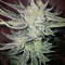Semi femminizzati di Gorilla × White Widow