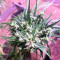 Graines de cannabis Green Haze Regular (Ace Seeds)