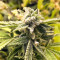 Green Haze x Malawi Seeds