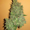 Hindu Kush feminized seeds