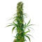 Graines de cannabis Michka regular (Sensi Seeds)