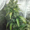 Super Skunk Seeds (Seedstockers)