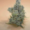 Tikal Seeds - Cannabis Strain Seeds for Sale