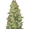 Auto White Widow CBD Feminized Seeds (GHS)