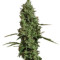 Atomical Haze feminized seeds