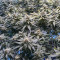 Bruce Banner feminized seeds (Flavour Chasers Seeds)