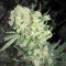 Dieselicious feminized seeds