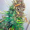 Exodus Cheese Autoflowering feminized seeds