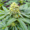 I'm Alive Feminized Seeds (AlphaFem Seeds)