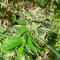 Graines féminisées de Jealousy Kush (Seedkeepers)