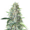 MK Ultra (Herbies Seeds)