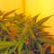 Northern Lights Auto feminized seeds (Green House Seeds)