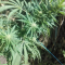 Vente de graines de cannabis Glookies (Barney's Farm)