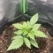 Tangie'matic Seeds
