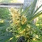 West Coast O.G. Seeds