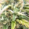 Semi di cannabis fem Gelato Auto in vendita