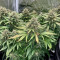 Sementes Feminizadas Monster Bruce Banner Auto