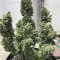 Original Auto AK Seeds - Cannabis Strain Seeds for Sale