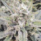 Forbidden Runtz Seeds - Cannabis Strain Seeds for Sale
