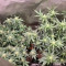 AK-49 feminized seeds for sale