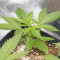 Blue Dream’matic Seeds - Cannabis Strain Seeds for Sale