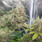 Compre sementes feminizadas Z Auto da Fast Buds