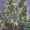 Fruit Punch Auto จาก Heavyweight Seeds