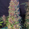 Strawberry Pie Seeds - Cannabis Strain Seeds for Sale