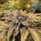 Mimosa x Orange Punch Seeds (Barneys Farm)