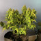 Compra Online | Semillas Gelato Auto Feminizadas | Herbies Seeds