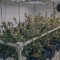 Buy Chempie feminized seeds by Ripper Seeds