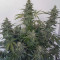 Buy Auto Brooklyn Sunrise feminized seeds by Dutch Passion