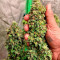 Acquista semi femminizzati Amnesia Z Auto di Fast Buds