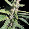Achetez des graines féminisées Strawberry Cheesecake Auto par Barney's Farm