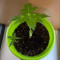 Achetez des graines féminisées Grandmommy Purple par Herbies Seeds
